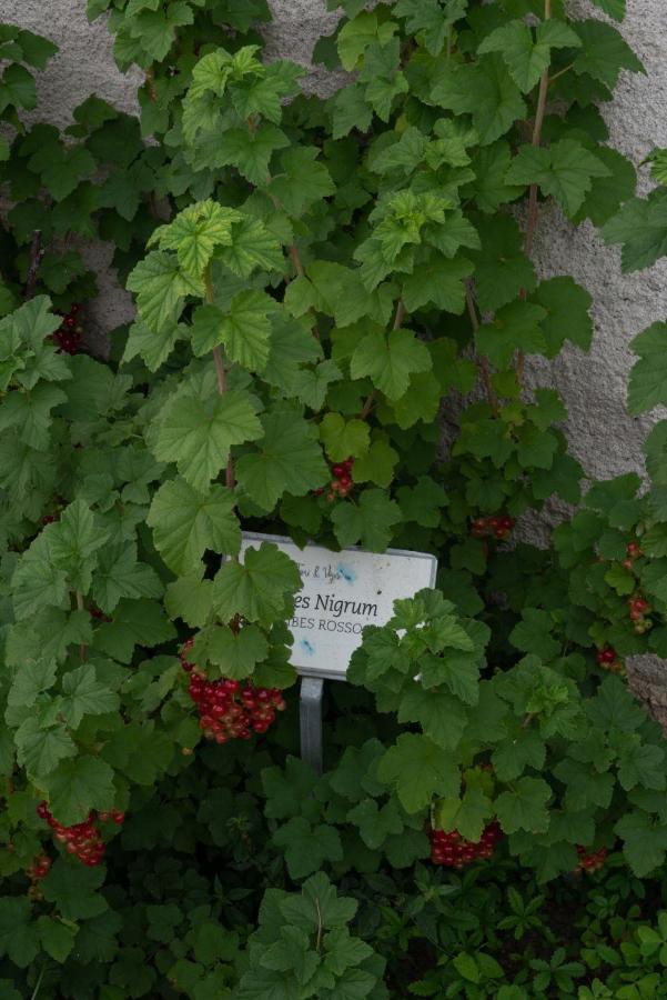 Fiori&Vigne Di Cecilia Marcon Villa Farra di Soligo Ngoại thất bức ảnh